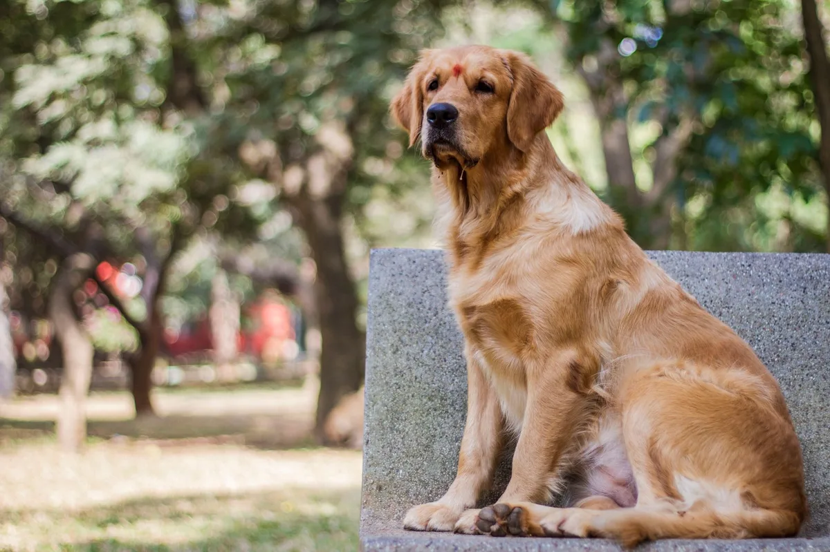 A golden retriever dog sitting outdoors, representing pets covered by pet insurance