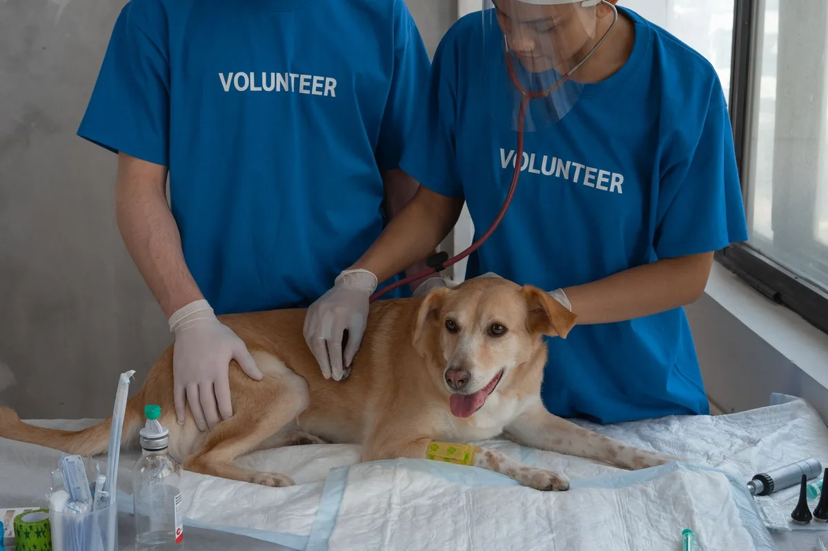A dog receiving care at a veterinary clinic