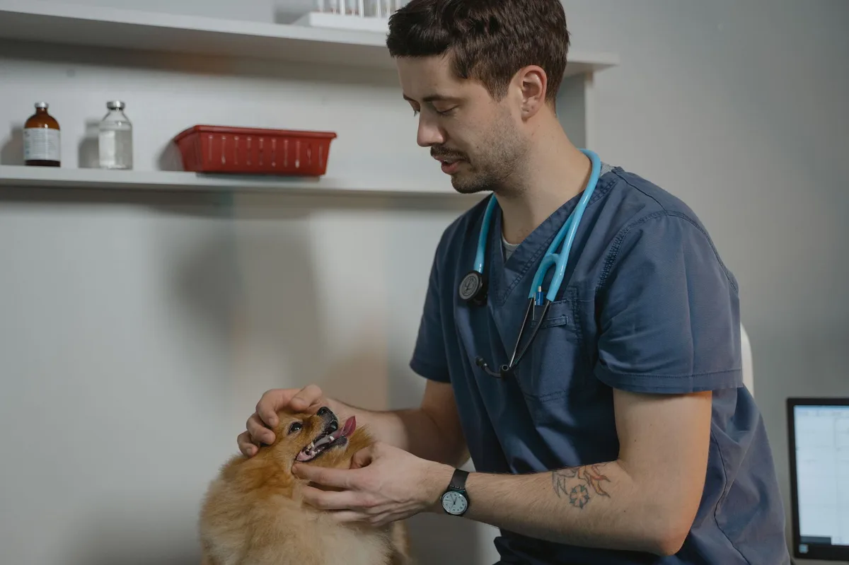 A pet dog sitting outdoors, representing pet ownership and care planning