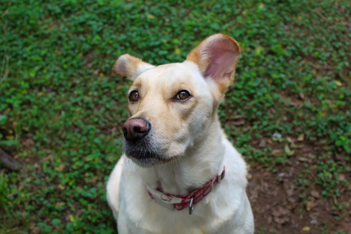 A dog sitting attentively, representing pet insurance coverage considerations