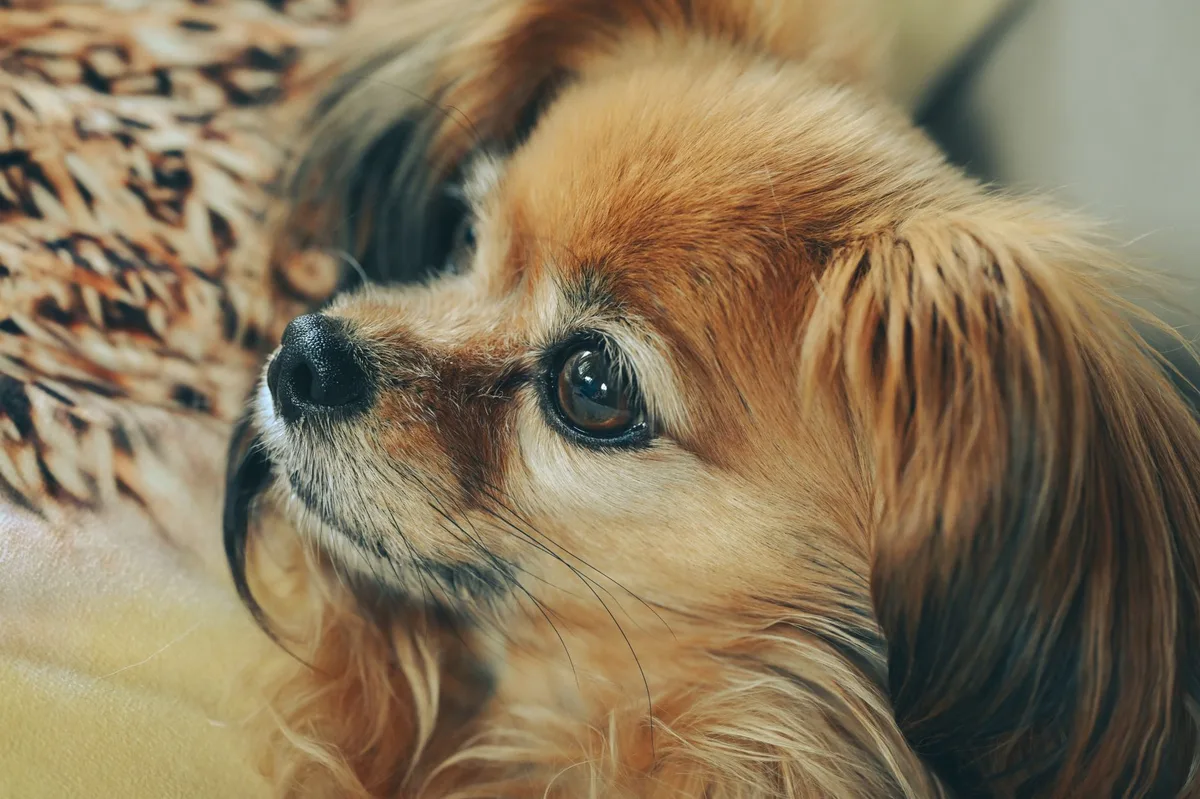Close-up portrait of a pet dog looking at the camera