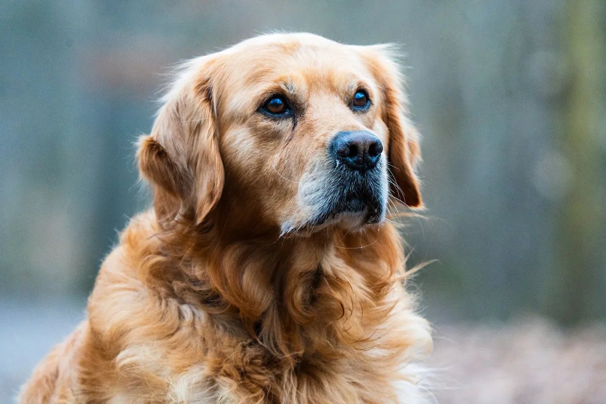 Happy golden retriever dog sitting outdoors