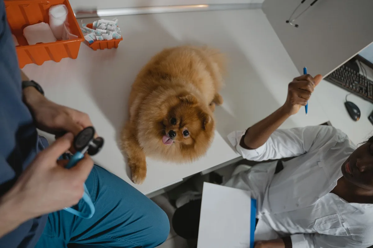 A healthy pet dog, representing the value of preventive veterinary care and insurance coverage